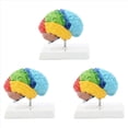 thumbnail image 1 of 3X Hemisferio Derecho del Cerebro Modelo de Cuerpo Humano Educación Modelo de Cerebro 1:1 para Estudiantes Enseñanza Estudio Modelo de Ensamblaje, 1 of 7