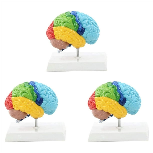 3X Hemisferio Derecho del Cerebro Modelo de Cuerpo Humano Educación Modelo de Cerebro 1:1 para Estudiantes Enseñanza Estudio Modelo de Ensamblaje