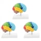 thumbnail image 1 of 3X Hemisferio Derecho del Cerebro Modelo de Cuerpo Humano Educación Modelo de Cerebro 1:1 para Estudiantes Enseñanza Estudio Modelo de Ensamblaje, 1 of 5