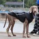 thumbnail image 3 of Ropa para perros grandes chaleco impermeable para perros grandes chaqueta cálida Wdftyju para exteriores abrigo para Perros Bulldog Francés Otoño e Invierno, 3 of 8