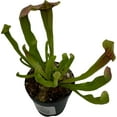 thumbnail image 3 of Sarracenia 'Maroon' Carnivorous Pitcher Plant, 3 of 3