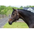 thumbnail image 6 of Gatsby Adj Turnout Leather Halter w/Snap Weanling, 6 of 6
