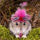 thumbnail image 3 of Sombreros De Pollo Para Gallinas Pequeños Y Divertidos Accesorios De Pollo Sombrero De Plumas De Moda Con Correa Elástica Ajustable Para Gallos, Loros Y Aves De Corral Elegante Disfraz De Espectáculo, 3 of 4