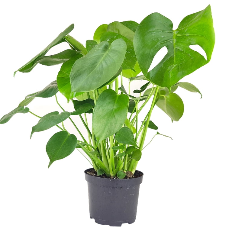 Monstera deliciosa Swiss Cheese (4" GrowerMinimalist Pot) - Air purifying  Houseplant for Home Office Decoration - Easy to Care Houseplant for  Beginners - Feng Shui Indoor Plant - Walmart.com