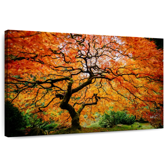 Elephant Stock Autumn Japanese Maple Tree Wall Art - Horizontal Canvas Wall Art - Living Room Wall Decor - Floral And Botanical Canvas - Orange And Brown Decor - 12" x 8"