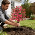 thumbnail image 5 of Outdor Using Spherical And To Make Boxwood Suitable For Outdoor Ground Nails Of Front Doors Gardens And Terraces, 5 of 5