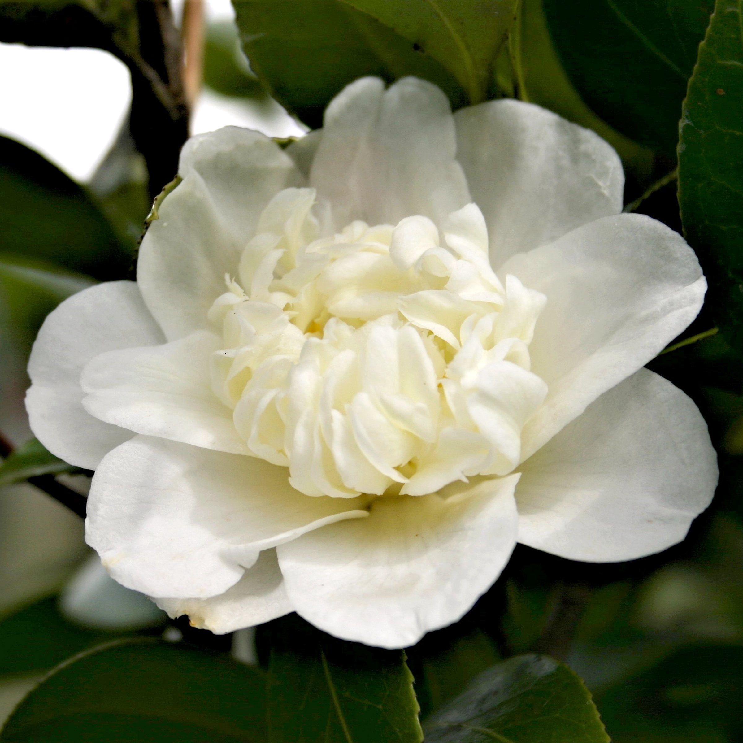 National Plant Network 1 gal. Camellia Sasanqua Winter's Snowman Shrub