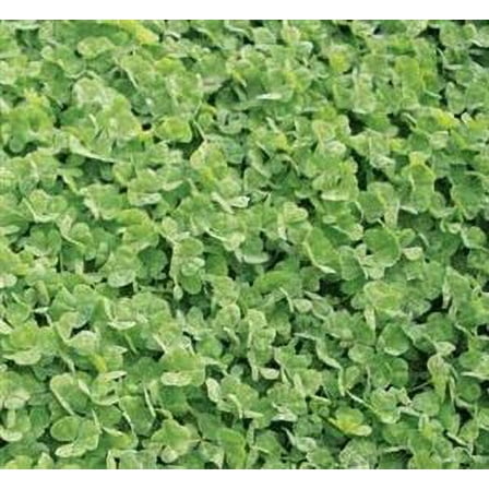 Dalkeith Subterranean Clover Seed - 10 Lbs.