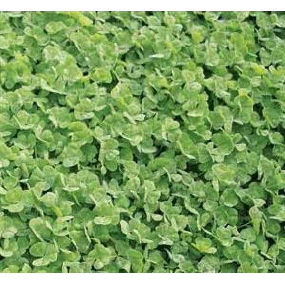 Dalkeith Subterranean Clover Seed - 10 Lbs.