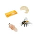 thumbnail image 2 of Ciclo de vida de los juguetes de abejas, juguetes Montessori, figura del ciclo de crecimiento de vida de los animales, educativo para historias, 2 of 9