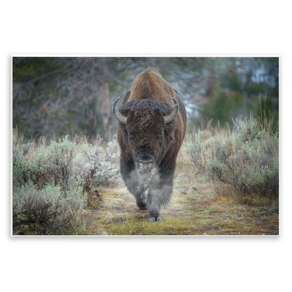 Stupell Industries Bison Stepping Photography Animals Photography Unframed Art Print Wall Art, 15 x 10