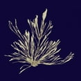 thumbnail image 2 of Vision Studio 20x20 Black Ornate Wood Framed with Double Matting Museum Art Print Titled - Seaweed on Navy III, 2 of 4