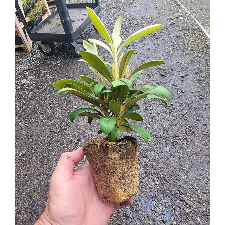 sansevieria star green Sansevieria Starfish, Snake Plant, Deco Pot