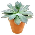 thumbnail image 6 of Echeveria Blue Fairy (2"+ Plastic Pot) - Tiny, Lovely, Easy to Care Rosette Succulents - Live Succulents for Home Indoor Place, 6 of 7