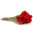 thumbnail image 4 of 16 in. Dried Red Capeblumen Flowers Bouquet, 4 of 5