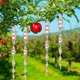 thumbnail image 3 of Dispositivos Para Asustar Pájaros 4 Varillas Reflectantes Para Asustar Pájaros Con Diseño Colgante Para Jardines Terrazas Balcones árboles Frutales Granjas Para Mantener A ANGGREK Otros, 3 of 8