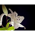 thumbnail image 2 of Burkhart, Monika 32x25 Black Ornate Wood Framed with Double Matting Museum Art Print Titled - White Lilies I, 2 of 4
