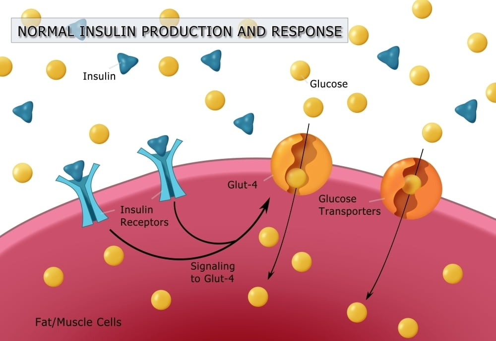 normal-insulin-glucose-production-poster-print-by-monica