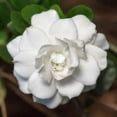 thumbnail image 3 of Double Mint Gardenia Live Flowering Shrub – 2 Gallon Potted Plant, Fragrant Double White Blooms, Evergreen Landscape Gardenia, 3 of 6