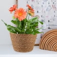 thumbnail image 6 of Pungan Woven HANABASS Seagrass Planter Basket Set of 2 for Indoor and Outdoor Plants, 23cm (9.06" x 9.06" x 6.5"), 6 of 10