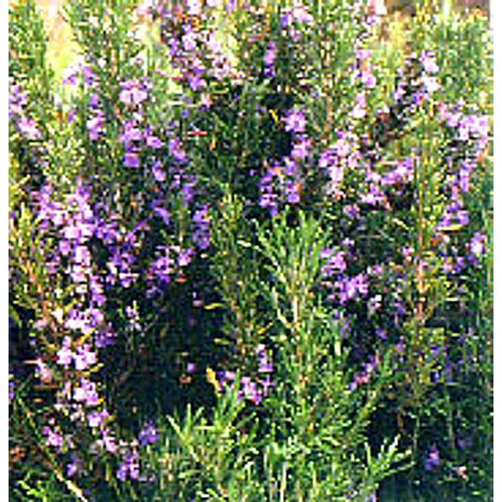  Common  Rosemary  Plant  Quart Pot  Great Gift for Indoors  