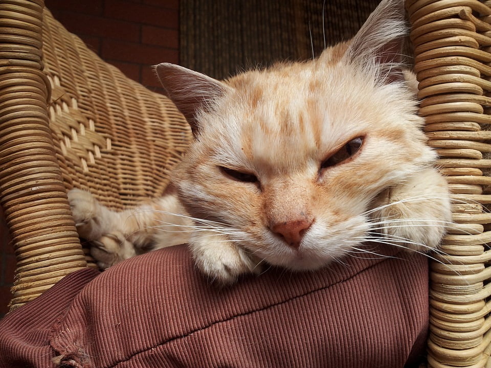 Кот дремота