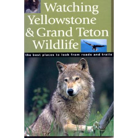 Watching Yellowstone & Grand Teton Wildlife (Best Itinerary For Yellowstone And Grand Teton)
