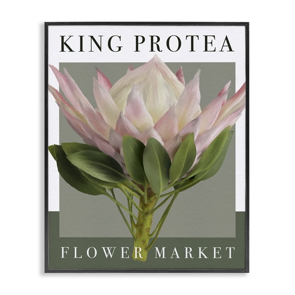 Stupell Industries Modern King Protea Flower Market Black Framed Giclee Art, 11 x 14, by Jennifer Stith