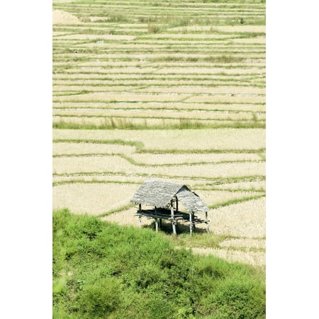 Flat Roof Terrace Thailand Thatched roof shelters in terraced rice paddies Mae Sariang Stretched Canvas - Bill Brennan Design Pics (11 x 17) ()