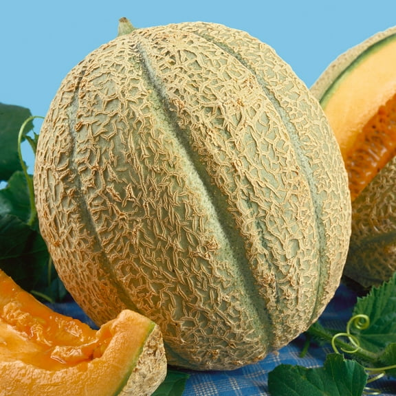 Organic Schoon's Hardshell Melon Seeds - 3 g Packet ~118 Seeds - Non-GMO, Certified Organic, Heirloom - Fruit & Vegetable Garden - Cucumis melo