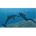 thumbnail image 4 of Endless Ocean - Wii, 4 of 4