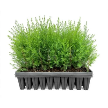 Southern Red Cedar  3 Live Plants  Juniperus Virginiana Silicicola  Fast Growing Evergreen Hardy Trees