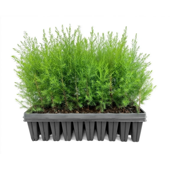 Southern Red Cedar Tree 30 Live Plants Juniperus virginiana Silicicola Fast Growing Evergreen Hardy Trees