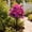 Purple, variant on BadyminCSL 38cm Weather Resistant Artificial Topiary Ball Flowers with Ground Spikes Summer Fall Decor Indoor Outdoor Garden Patio Fake Bush