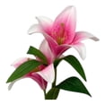thumbnail image 4 of Flor Mainstays Lily Artificial con 2 Tallos Rosa, 4 of 4