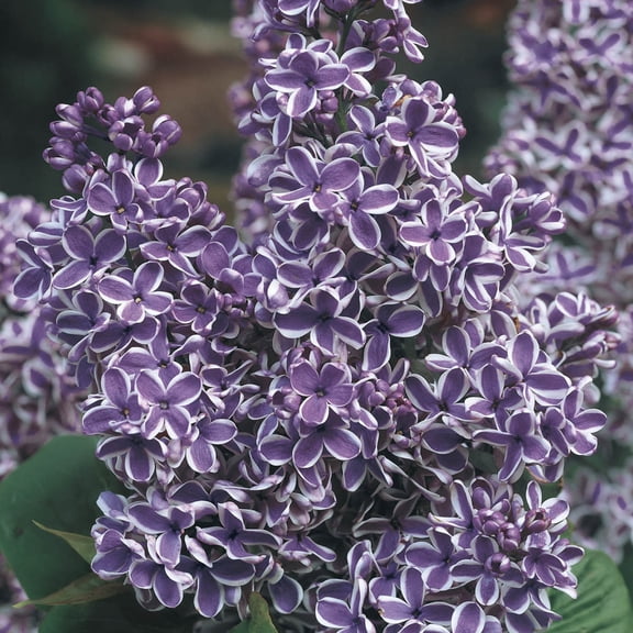 Sensation Lilac Deciduous Flowering Shrub, in a 1 gallon pot