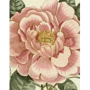 John Derian Picture Book II, (Hardcover)