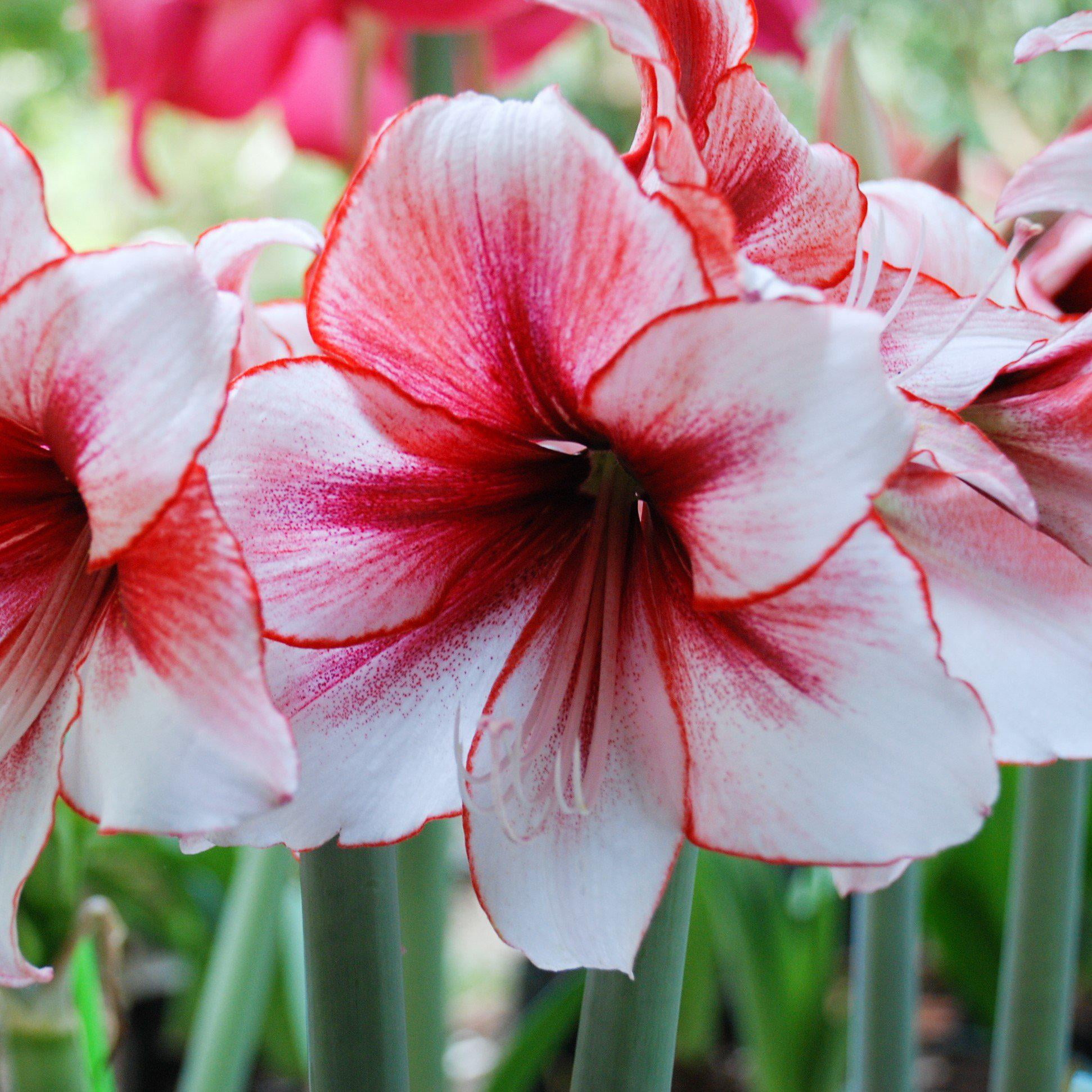 Amaryllis - Pink Flush