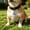 A, variant on Lightweight Silicone Dog ID Tag, Personalized Silent Name Tag, No Noise, Soft Elastic, Stainless Steel Clip, for Collar, 2x1.6in, Pet Identification