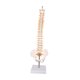 thumbnail image 1 of Modelo de de la médula espinal del modelo de vertebral Modelo de visualización de vertebral para de ciencias, 1 of 8