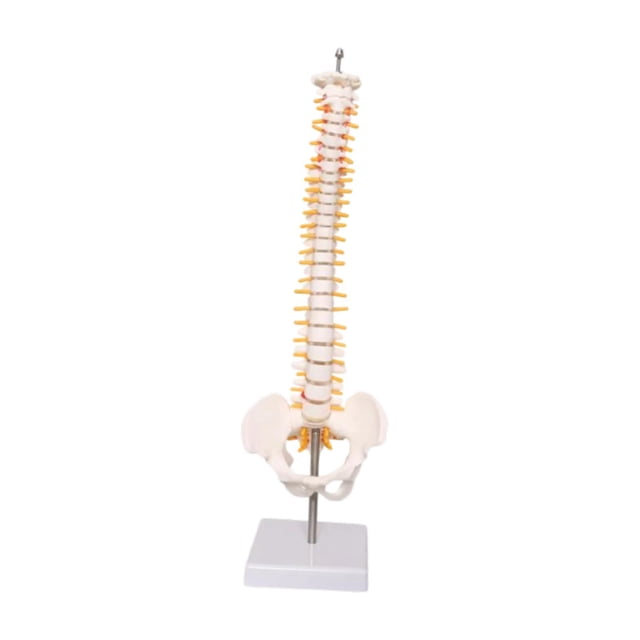 Modelo de , soporte de pantalla de , decoración de escritorio de enseñanza, 45 cm, modelo detallado de vertebral modelo de