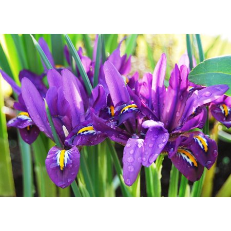 - Peel-n-Stick Poster of Blossom Drip Bloom Flower Purple Raindrop Iris Poster 24x16 Adhesive Sticker Poster Print