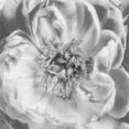 thumbnail image 2 of Poinski, Dianne 12x12 White Modern Wood Framed Museum Art Print Titled - Blooming Intellect 3, 2 of 4