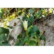 50 MOONFLOWER MORNING GLORY White Moon Flower Ipomoea Alba Flower Vine Seeds