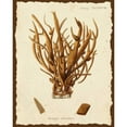 thumbnail image 3 of Esper, Johann 20x24 Black Modern Framed Museum Art Print Titled - Natura Coral V, 3 of 5
