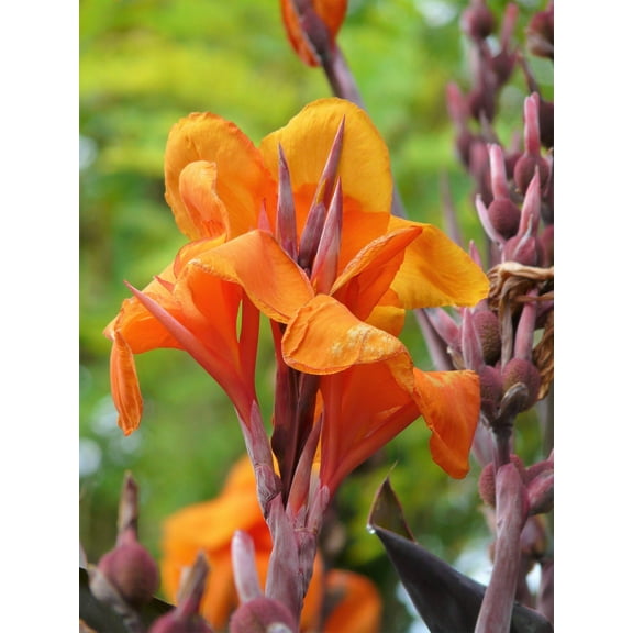 Seedville Orange Canna Lily 5 Flower Seeds