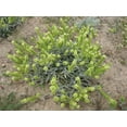 thumbnail image 5 of Purity OLYMPUS Mountain Tea. Organic Greek Mountain Tea / Sideritis Scardica. Metal Tin Box 50 g. / 1.76 oz, 5 of 5