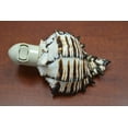 thumbnail image 2 of Black Murex Sea Shell Nightlight, 2 of 3
