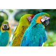thumbnail image 2 of Parrots Wall Mural Decal by Wallmonkeys Vinyl Peel and Stick Graphic (48 in W x 32 in H), 2 of 4
