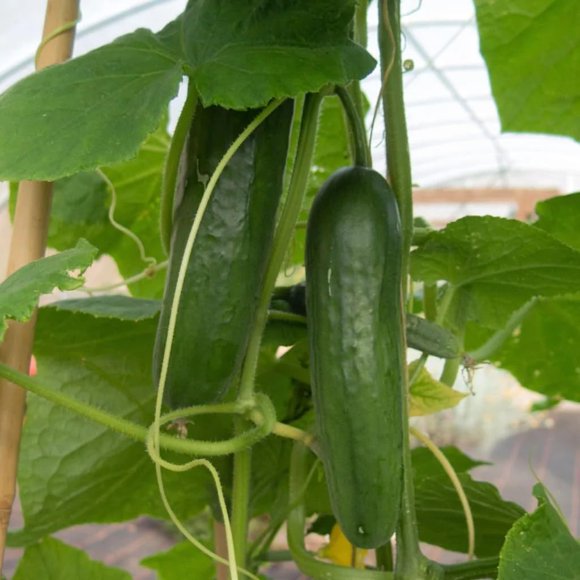 GSDWIUEW Three Mo Garden Muncher Cucumber 30 Seeds-Heirloom Seeds for Crisp, Burpless Cucumbers \u2013 Perfect for Salads, Pickling, and Snacking